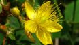 The health giving benefits of St John’s Wort