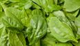 The health giving benefits of Spinach
