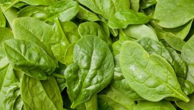 The health giving benefits of Spinach