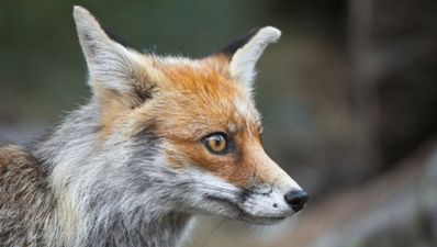 08/06 Tales from the Tabs