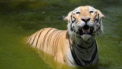 14/06 Tales from the Tabs