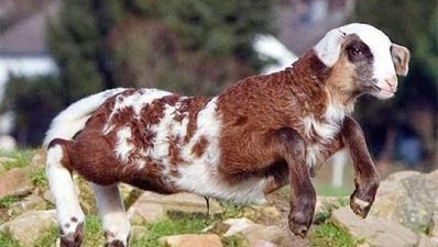 JOE’s Top 5 Hybrid Animals