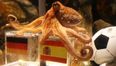 Paul the Octopus predicts Spanish victory