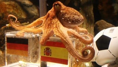 Paul the Octopus predicts Spanish victory
