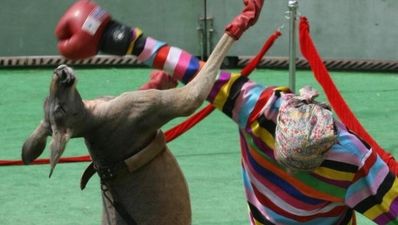 Ten fantastical sporting animals