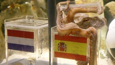 Paul the psychic Octopus predicts a Spanish victory