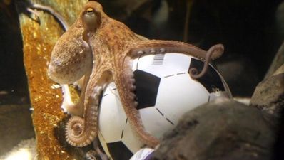 Russian wants to hire Paul the Octopus