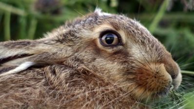 21/07 Tales from the Tabs