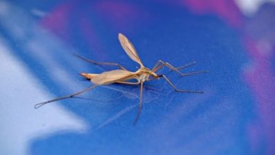 23/07 The Morning JOE