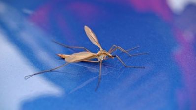 23/07 Tales from the Tabs