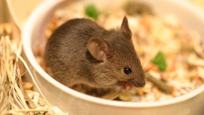 29/07 The Morning Joe