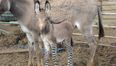 Hybrid animals continued – the ‘Zonkey’