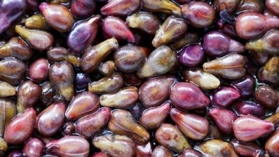 The health-giving benefits of grape seed extract