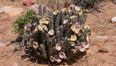 The health-giving benefits of hoodia