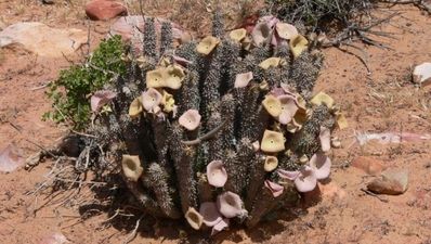 The health-giving benefits of hoodia