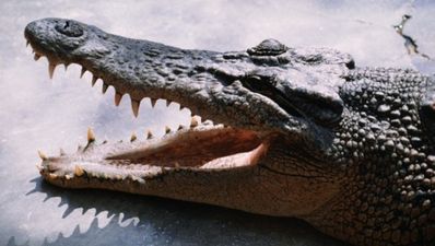 06/08 The Morning Joe