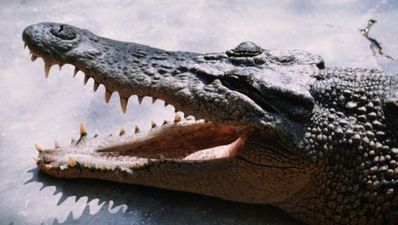 06/08 Tales from the Tabs