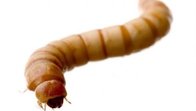 Disease-killing creatures