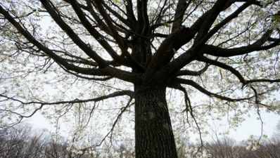 07/09 Tales from the Tabs