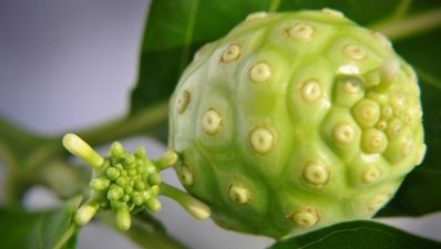 The health-giving benefits of noni