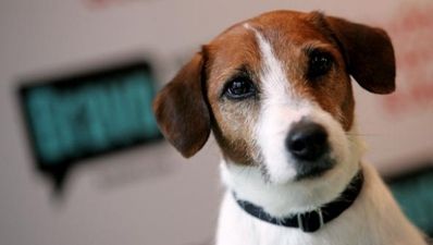 Our common ancestor: Five fantastic television animals