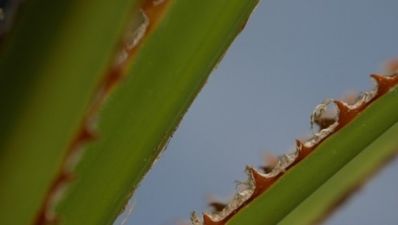 Magic Ingredient: Saw Palmetto