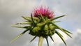 Magical health benefits of Milk Thistle