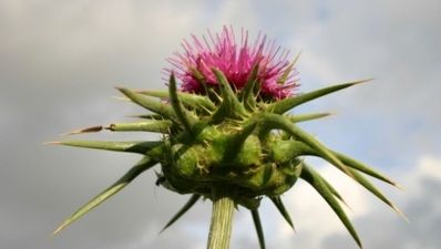Magical health benefits of Milk Thistle