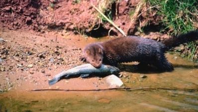 Activists free 5,000 mink at Donegal farm