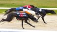 Greyhound racing: A few things you might not have known