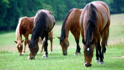 Woman receives death threats after posing naked inside dead horse