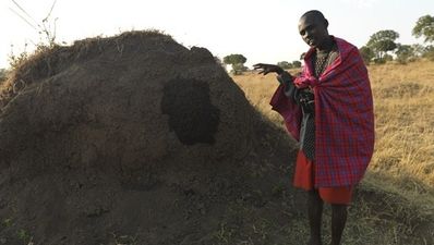 Did you ever feel like fighting a lion with a blanket and a spear?