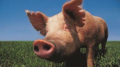 Samoan team manager fined 100 pigs for bad behaviour