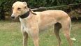 Greyhound welfare at the heart of new initiatives