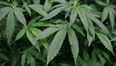 More Irish cannabis users seeking treatment now then ever before