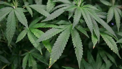 More Irish cannabis users seeking treatment now then ever before