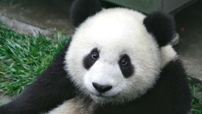 Fancy a cup of the world’s most expensive tea? It’s made with panda poo