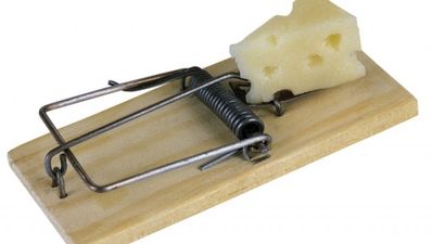 Video: Innovative Irish students invent successful and pain-free homemade mouse trap