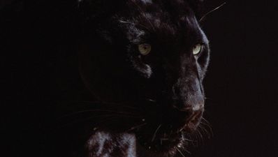 Locals grow scared as mysterious beast sightings increase in Kilkenny