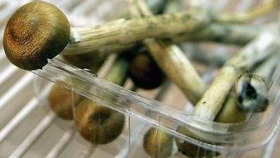 Depressed? Scientists suggest magic mushrooms could help