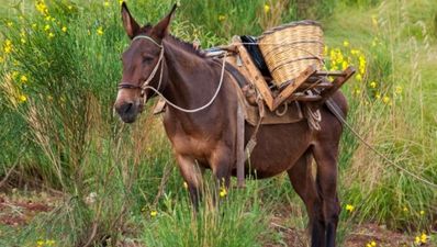 Irish ‘drug mule’ died after condom filled with cocaine ruptured