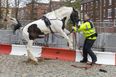 PIC: A horse with a “permanent erection” is causing trouble in this Irish town
