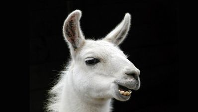 Today’s Triplet: The Olly Barkley treatment and the laughing llama