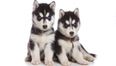 Should huskies be put on the dangerous dogs list? One Limerick mother thinks so