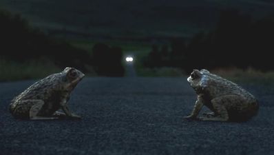 New Aussie Ford advert is not for toad loving girls