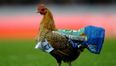 Video: Blackburn fans (and a chicken pitch invader) cry fowl after relegation