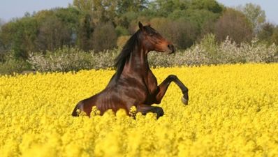 Keep your hair on: Prancing stallion lashes out at Ferrari 458