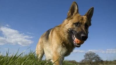 Prison dog bites off bit of prisoner’s penis in Derry