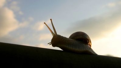 Five minute DIY: Getting rid of slugs… with beer!