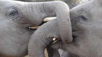 So who’s Dublin’s biggest stud at the moment?